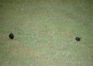 Chova Piquirroja 001