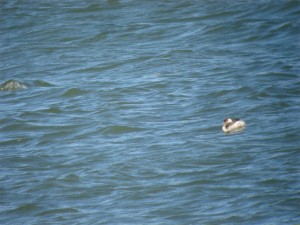 Zampullín Cuellinegro 001