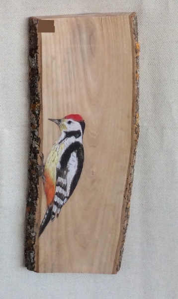 Middle spotted woodpecker on Oak / Pico mediano sobre  Roble. SOLD / VENDIDO