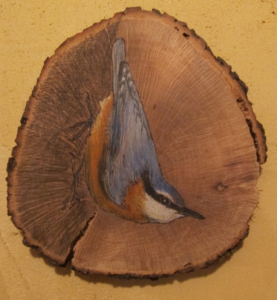 Eurasian nuthatch on Oak / Trepador azul sobre Encina. SOLD / VENDIDO