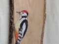 Middle spotted woodpecker on Oak / Pico mediano sobre  Roble. SOLD / VENDIDO