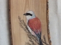 Red-backed shrike on Oak / Alcaudón dorsirrojo sobre Roble. SOLD / VENDIDO
