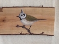 Crested tit on Cherry tree / Herrerillo capuchino sobre  Cerezo. SOLD / VENDIDO