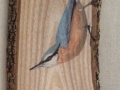 Eurasian nuthatch on Oak / Trepador azul sobre Roble. SOLD / VENDIDO