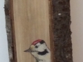 Middle spotted woodpecker on Cherry tree / Pico Mediano sobre  Cerezo. SOLD / VENDIDO