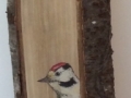 Middle spotted woodpecker on Cherry tree / Pico Mediano sobre  Cerezo. SOLD / VENDIDO