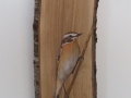 Whinchat on Cherry tree / Tarabilla norteña sobre Cerezo. SOLD / VENDIDO