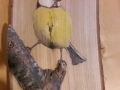 Blue tit on Oak / Herrerillo común sobre Roble. SOLD / VENDIDO