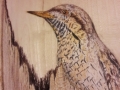 Eurasian wryneck on Ash / Torcecuello eurasiático sobre Fresno