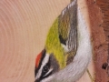 Marsh tit and Firecrest on Ash / Carbonero palustre y Reyezuelo listado sobre Fresno