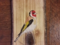 European goldfinch on Ash / Jilguero sobre Fresno. VENDIDO / SOLD