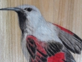 Wallcreeper on Ash / Treparriscos sobre Fresno