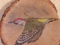 Iberian green woodpecker on Oak / Pito real ibérico sobre Roble. SOLD / VENDIDO