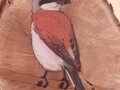 Red-backed shrike on Oak / Alcaudón dorsirrojo sobre Roble. SOLD / VENDIDO