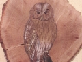 Tawny owl on Oak / Cárabo común sobre Roble. SOLD / VENDIDO
