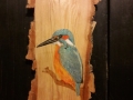 Common Kingfisher on Ash / Martín pescador común sobre Fresno