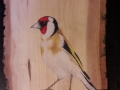 European goldfinch on Ash and Cherry tree / Jilguero sobre Fresno y Cerezo . VENDIDO / SOLD
