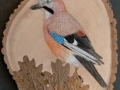 Eurasian Jay on Oak / Arrendajo eurasiático sobre Roble.