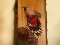 Wallcreeper on Ash / Treparriscos sobre Fresno