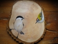 Marsh tit and Firecrest on Ash / Carbonero palustre y Reyezuelo listado sobre Fresno