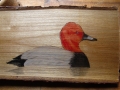 Common and Red-crested pochard on Cherry tree / Porrón europea y Pato colorado sobre Cerezo