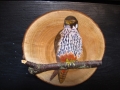 Eurasian Hobby  on Cherry Tree / Alcotán Europeo sobre Cerezo