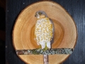 Sparrowhawk  on Cherry Tree / Gavilán sobre Cerezo.  VENDIDO / SOLD