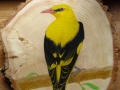 Golden oriole on Ash / Oropéndola europea sobre Fresno