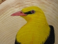 Golden oriole on Ash / Oropéndola europea sobre Fresno