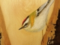 Firecrest on  Oak / Reyezuelo listado sobre Roble