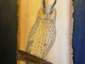 Long-eared owl on Oak and Cherry tree / Búho chico  sobre Roble y Cerezo