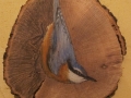 Eurasian nuthatch on Oak / Trepador azul sobre Encina. SOLD / VENDIDO