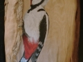 Great spotted woodpecker on Pear wood / Pico picapinos sobre Peral.