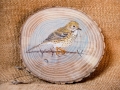 Meadow pipit on Oak / Bisbita pratense sobre Roble. SOLD / VENDIDO