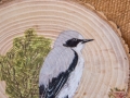 Northern wheatear on Oak / Collalba gris sobre Roble