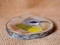 Grey Wagtail on Ash / Lavandera cascadeña sobre Fresno. SOLD / VENDIDO