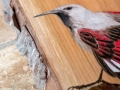 Wallcreeper on Ash / Treparriscos sobre Fresno
