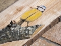 Blue tit on Oak / Herrerillo común sobre Roble