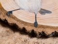 Marsh tit and Firecrest on Ash / Carbonero palustre y Reyezuelo listado sobre Fresno
