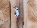 Great spotted woodpecker on Walnut tree / Pico picapinos sobre Nogal