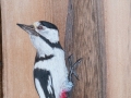 Great spotted woodpecker on Walnut tree / Pico picapinos sobre Nogal